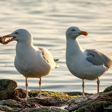 South Modern Retreat Ferienhaus Borkum