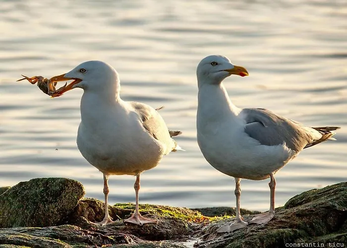 Дом отдыха South Modern Retreat Боркум